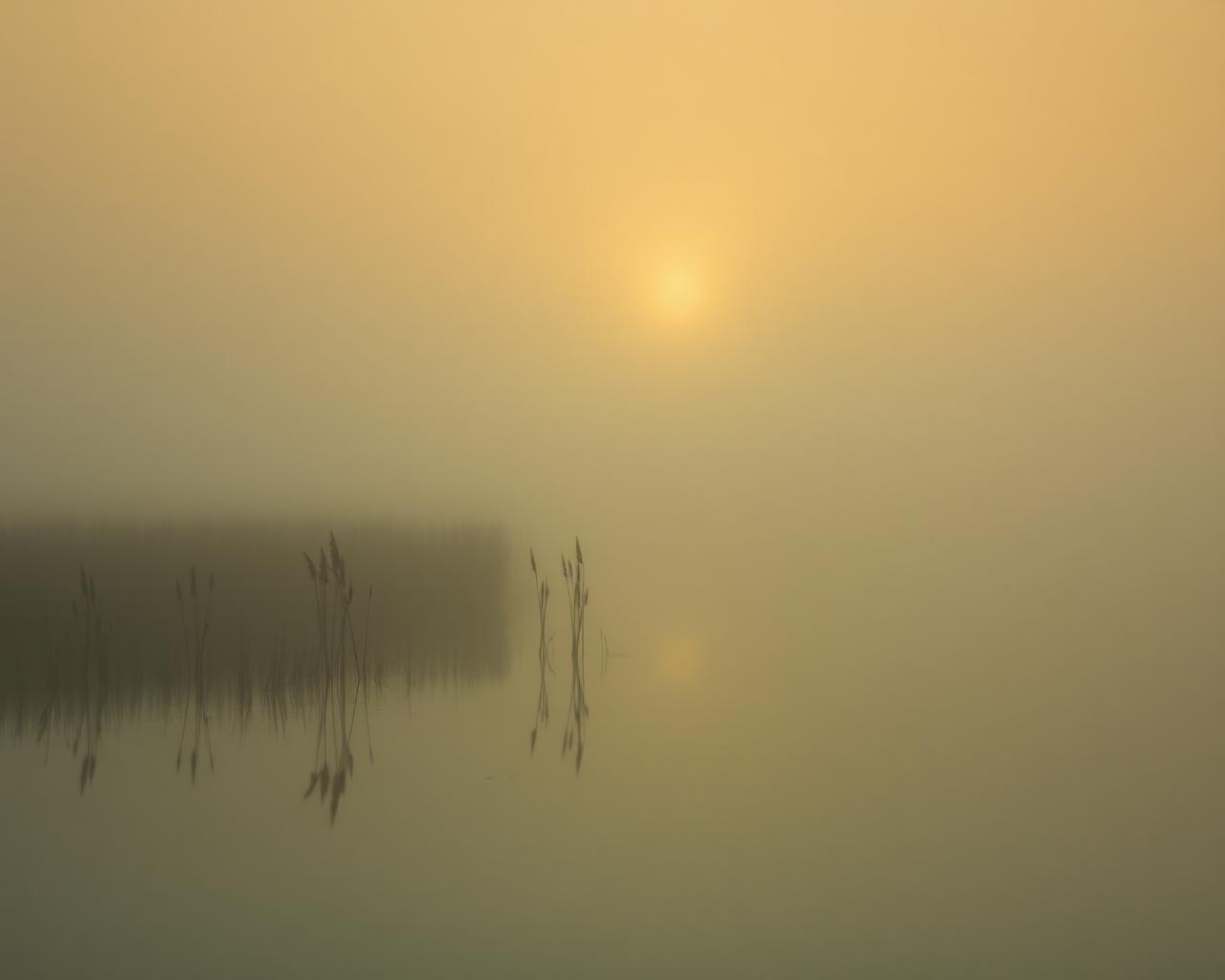 Mistig polderlandschap